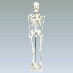 Модель скелета человека 85 см