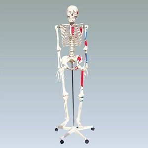Модель скелета человека в натуральную величину с мышцами