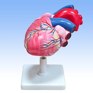 Разборная модель сердца человека