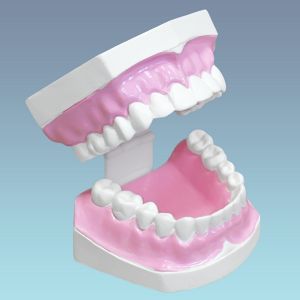 Модель зубов человека CE3352-2